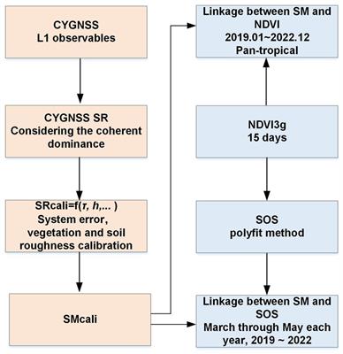 A preliminary view of the CYGNSS soil moisture-vegetation activity linkage